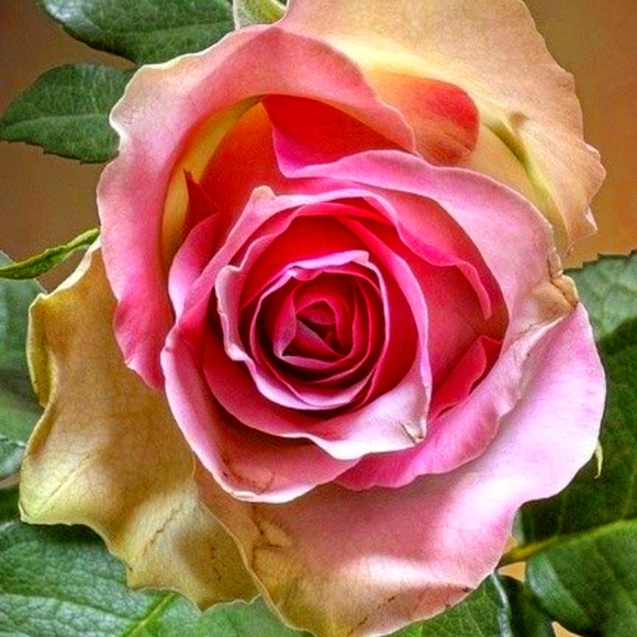 Meet your Posher, Erin - Picture 1 of 1